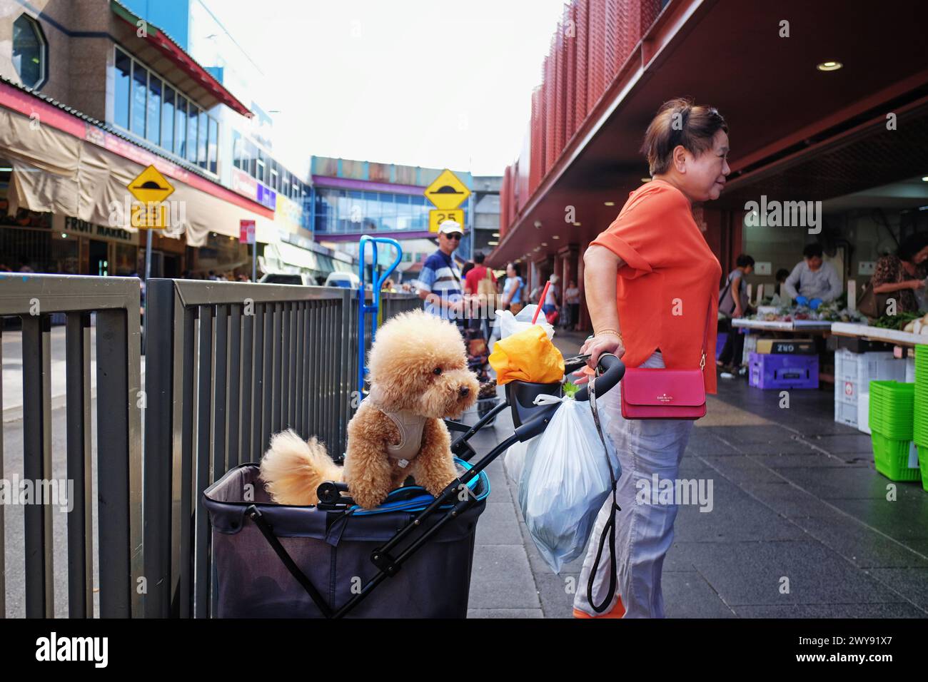 Asian woman with a golden poodle in a shopping cart outside a