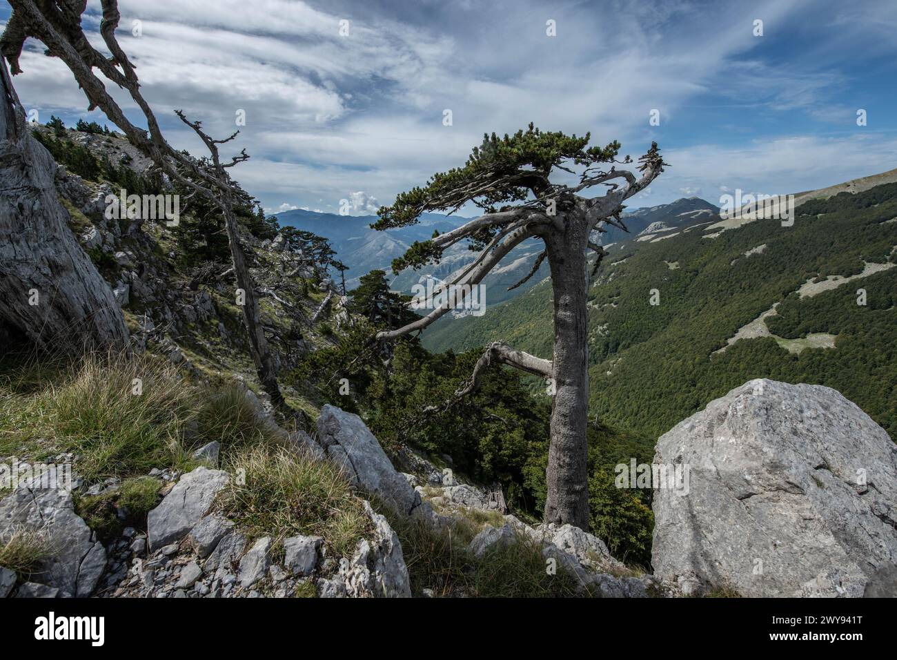 Pollino national park, Pinus heldreichii, italy Stock Photo