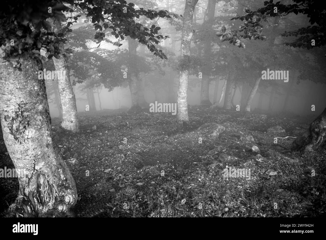 Deciduous forest beech Black and White Stock Photos & Images - Alamy