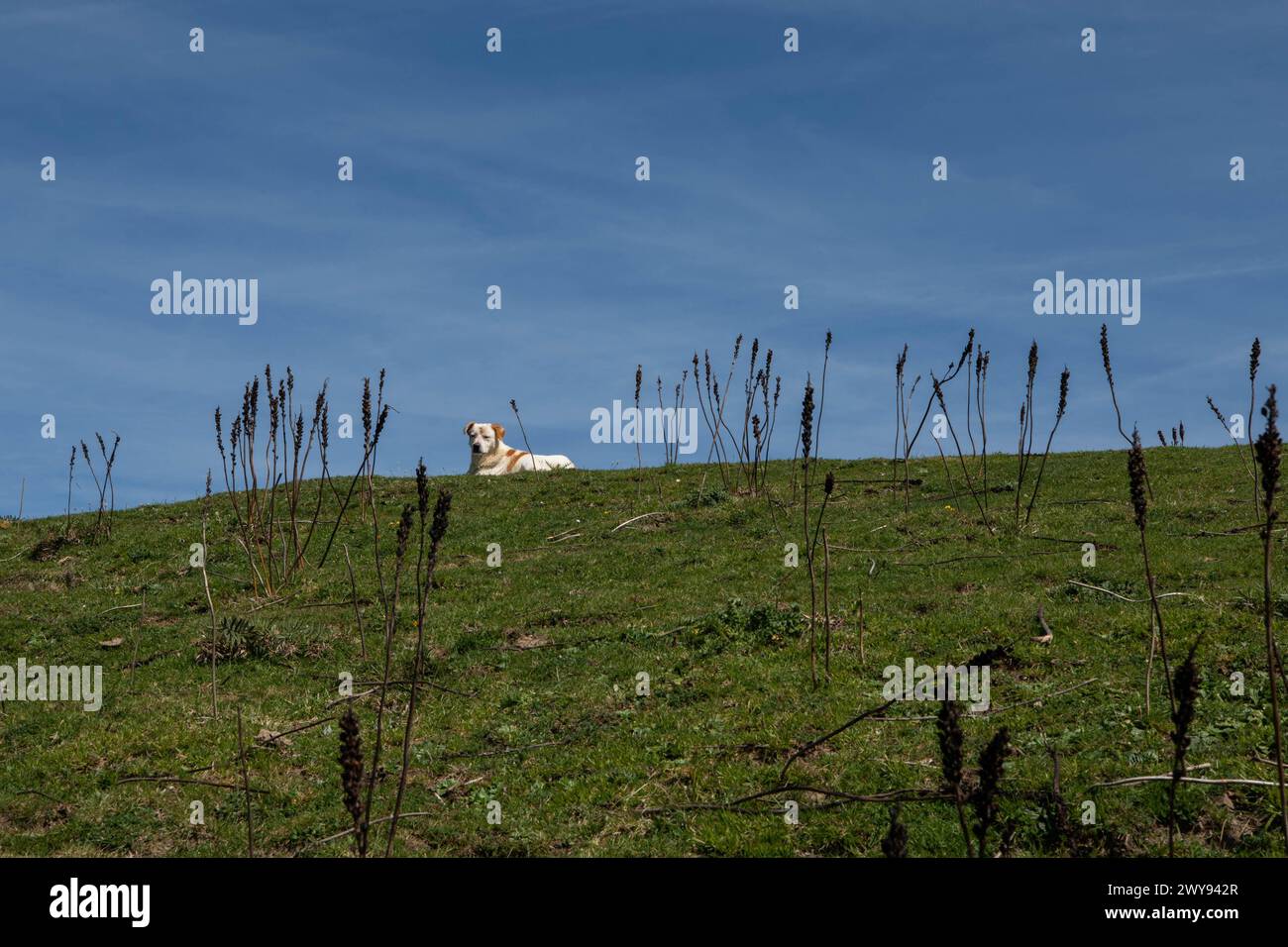 Pollino national park, dog, italy Stock Photo