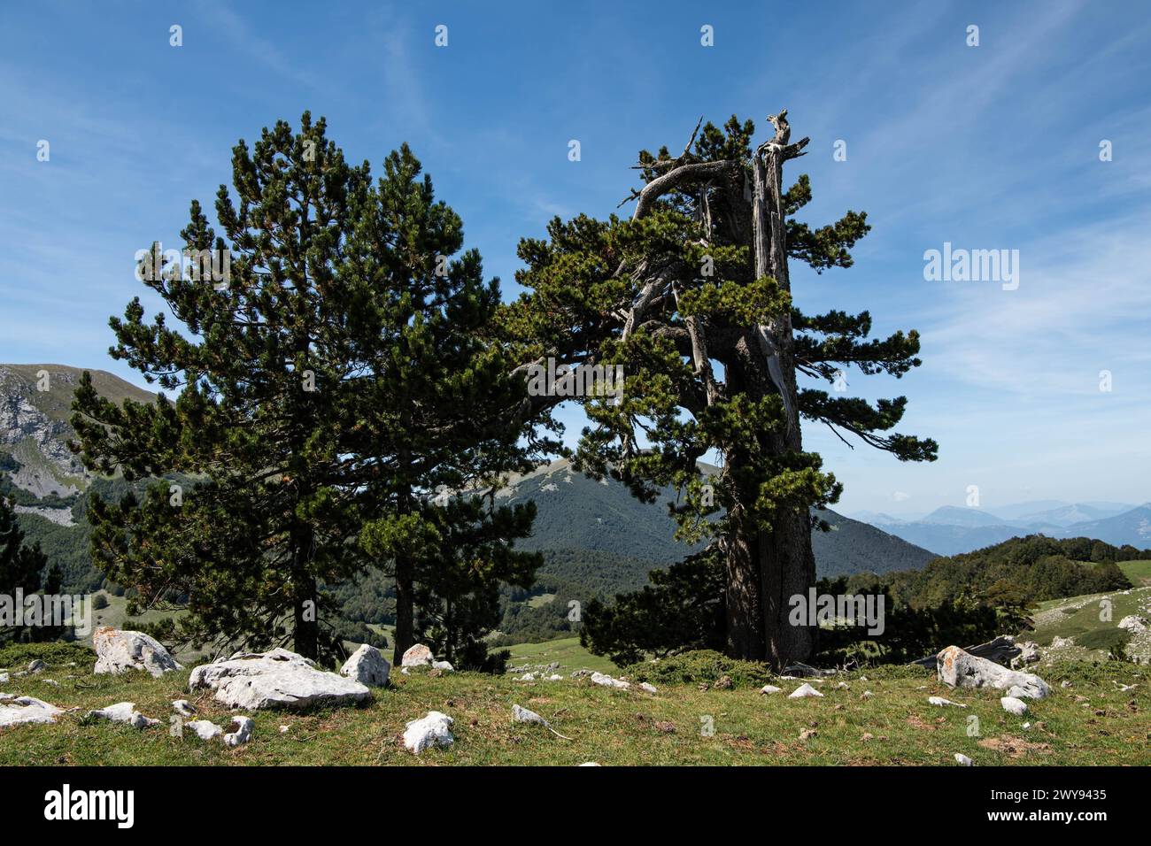 Pollino national park, Pinus heldreichii, italy Stock Photo