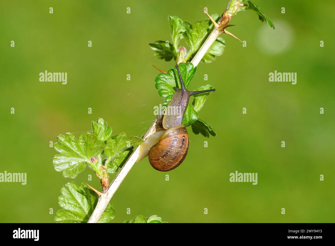Garden snail (Cornu aspersum) crawling on a twig of an European gooseberry (Ribes uva-crispa). Family Grossulariaceae. Dutch garden. Spring, April, Stock Photo