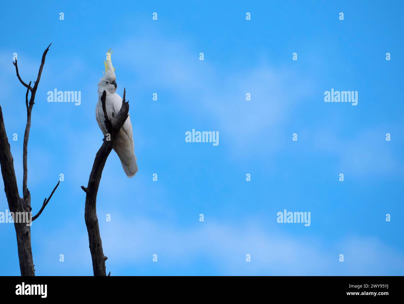 Sulphur Crested Cockatoo, Cacatua galerita, perched in a tree with blue sky background and copy space. Stock Photo