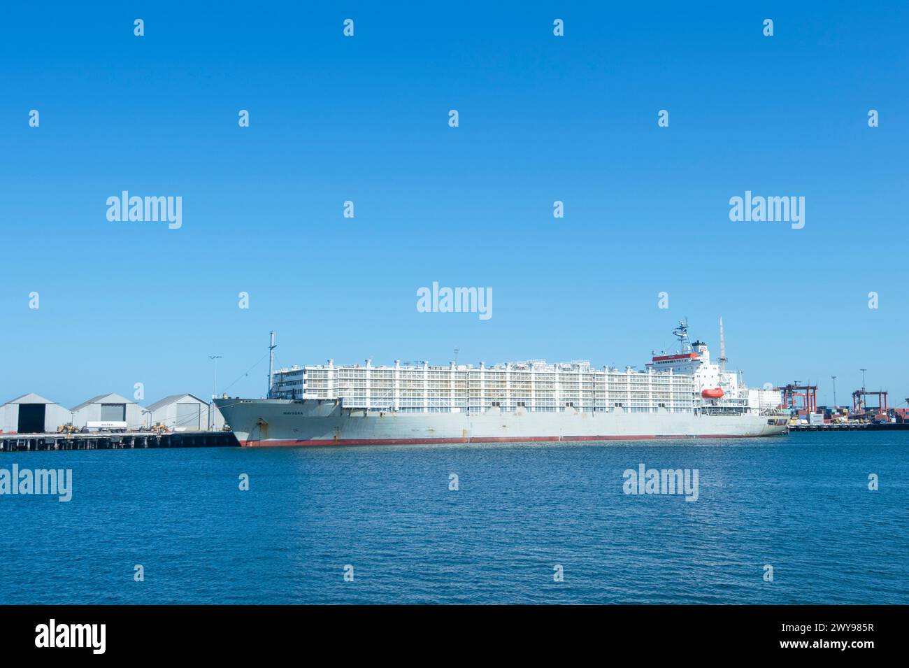 Live animals transport cargo ship moored in the port of Fremantle, Western Australia, WA, Australia Stock Photo