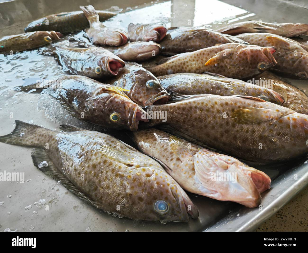 lots of epinephelus marginatus fishes on the ice tray. Stock Photo