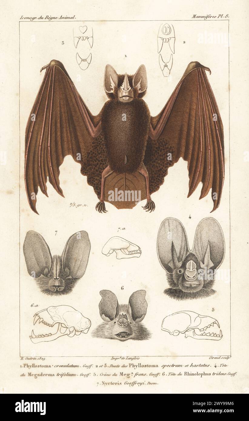 Striped hairy-nosed bat, Gardnerycteris crenulata 1, heads of lesser false vampire bat, Megaderma spasma 4, trident bat, Asellia tridens 6, Egyptian slit-faced bat, Nycteris thebaica 7, and skull of African Yellow-winged bat, Lavia frons 5. Handcoloured stipple copperplate engraving by Eugene Giraud after an illustration by Felix-Edouard Guérin-Méneville from Guérin-Méneville’s Iconographie du règne animal de George Cuvier, Iconography of the Animal Kingdom by George Cuvier, J. B. Bailliere, Paris, 1829-1844. Stock Photo