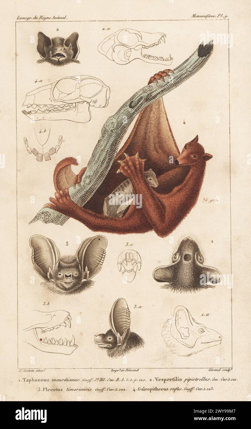 Pipistrelle bat illustration hi-res stock photography and images - Alamy