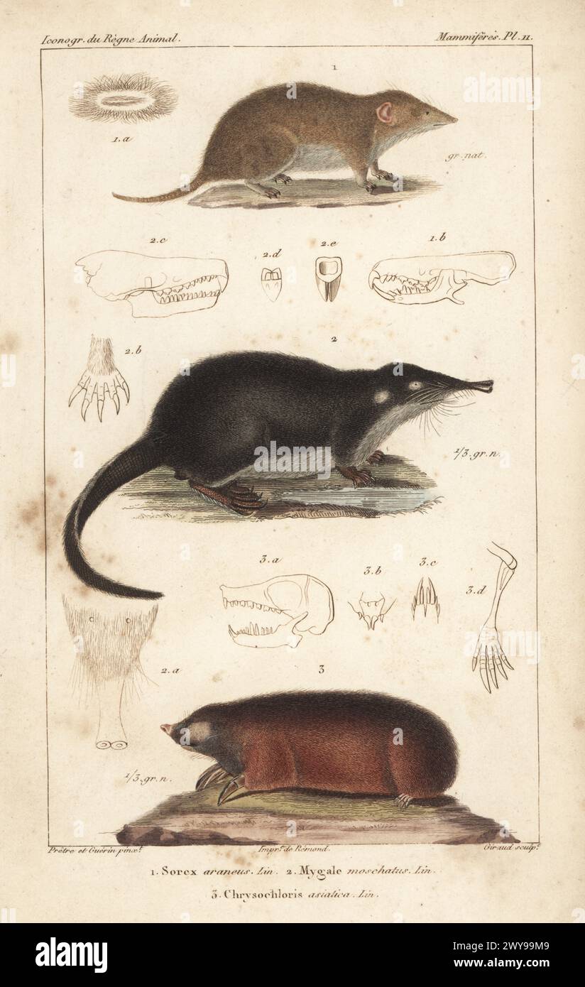 Common shrew, Sorex araneus 1, desman, Desmana moschata 2, and Cape golden mole, Chrysochloris asiatica 3. Handcoloured stipple copperplate engraving by Eugene Giraud after an illustration by Felix-Edouard Guérin-Méneville and  Jean-Gabriel Pretre from Guérin-Méneville’s Iconographie du règne animal de George Cuvier, Iconography of the Animal Kingdom by George Cuvier, J. B. Bailliere, Paris, 1829-1844. Stock Photo