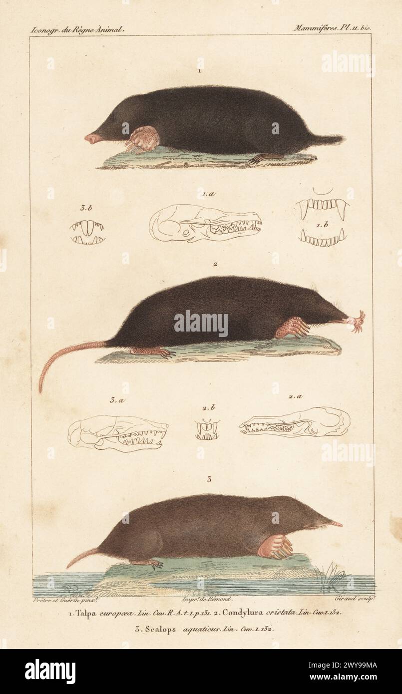 European mole, Talpa europaea 1, star-nosed mole, Condylura cristata 2, and eastern mole, Scalopus aquaticus 3. Handcoloured stipple copperplate engraving by Eugene Giraud after an illustration by Felix-Edouard Guérin-Méneville and  Jean-Gabriel Pretre from Guérin-Méneville’s Iconographie du règne animal de George Cuvier, Iconography of the Animal Kingdom by George Cuvier, J. B. Bailliere, Paris, 1829-1844. Stock Photo