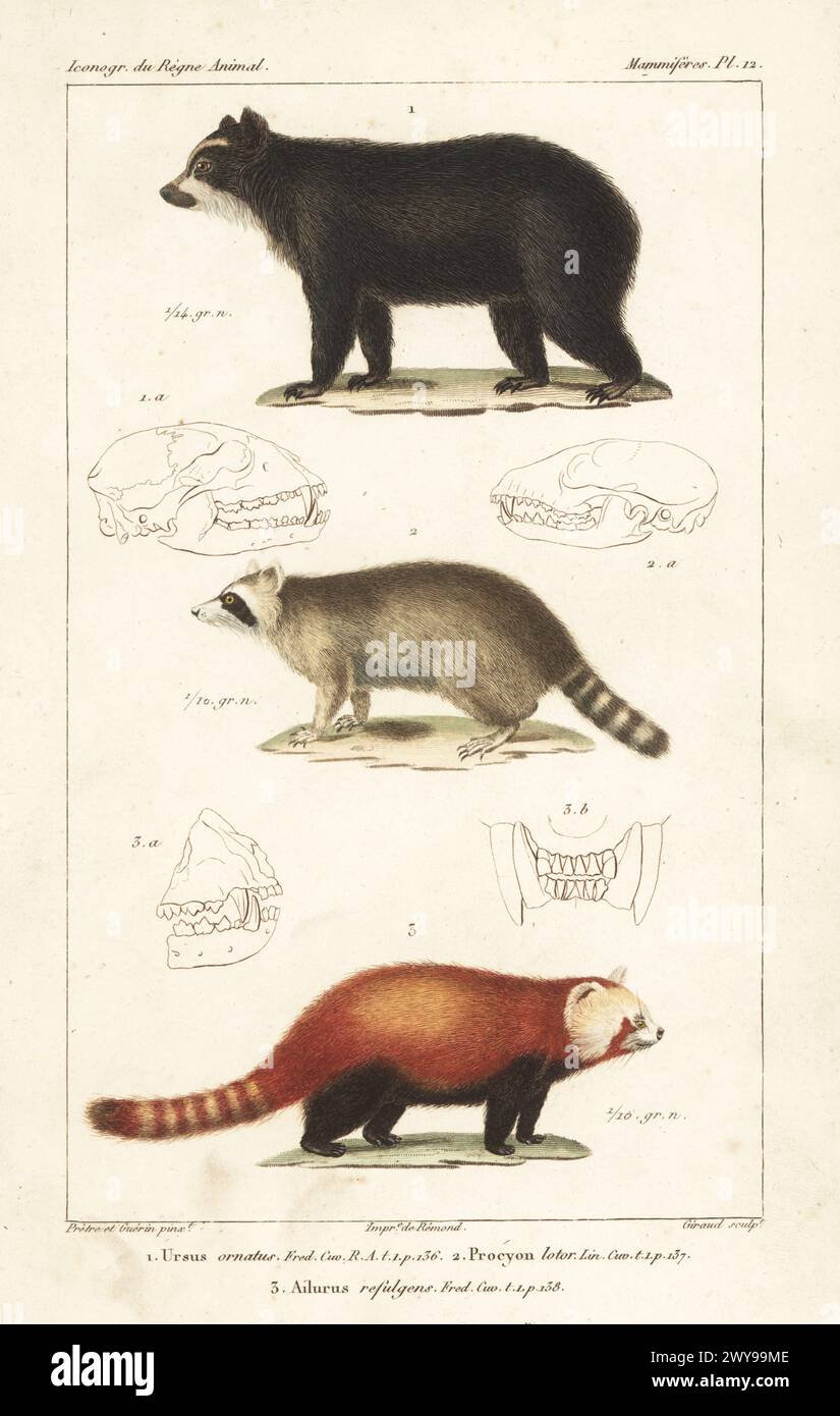 Spectacled bear, Tremarctos ornatus 1, common raccoon, Procyon lotor 2, and endangered red panda, Ailurus fulgens 3. Handcoloured stipple copperplate engraving by Eugene Giraud after an illustration by Felix-Edouard Guérin-Méneville and Jean-Gabriel Pretre from Guérin-Méneville’s Iconographie du règne animal de George Cuvier, Iconography of the Animal Kingdom by George Cuvier, J. B. Bailliere, Paris, 1829-1844. Stock Photo