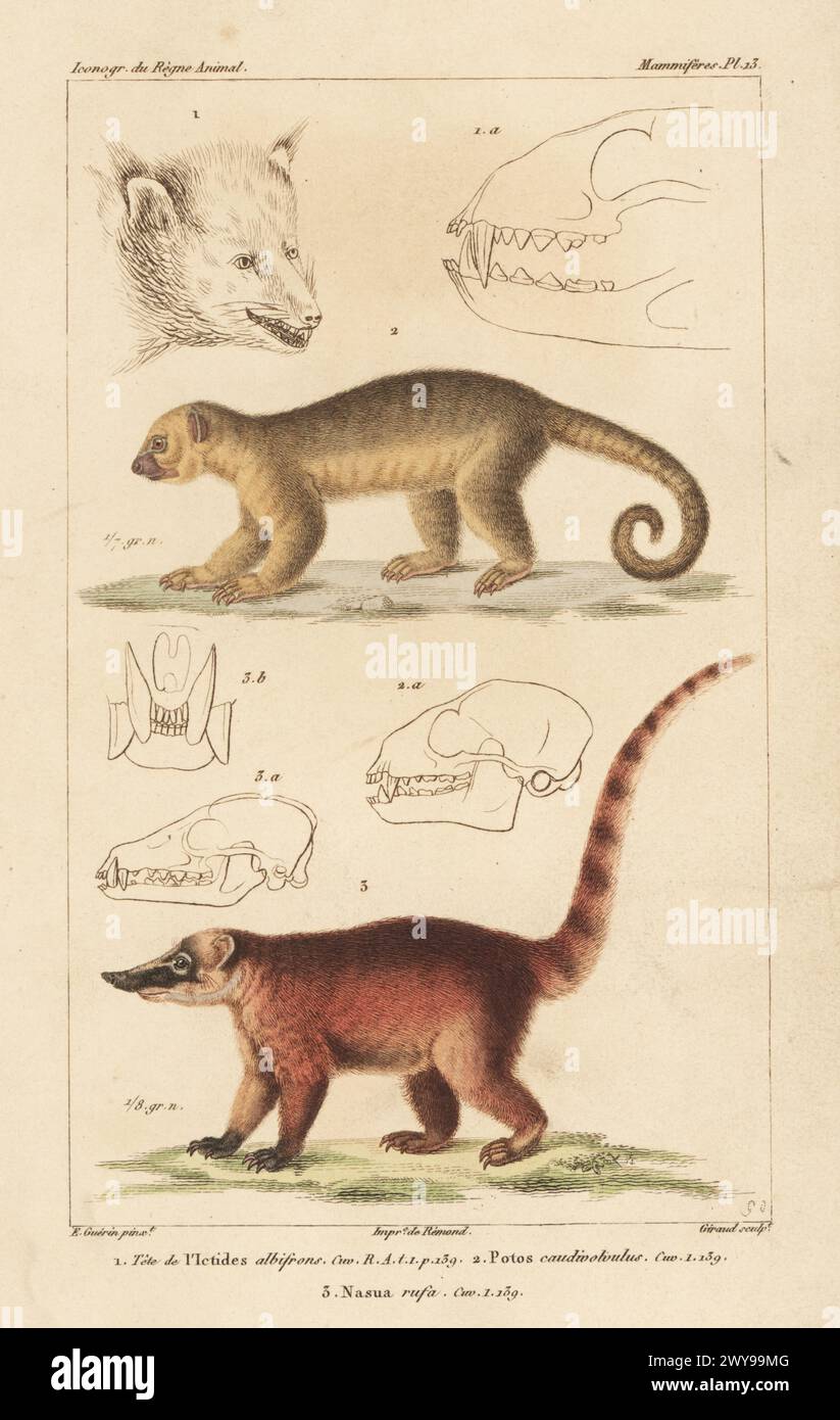1622 外国 海外切手 中華民国 台湾 海洋生物 サンゴ ヒトデ Binturong illustration hi-res stock photography and images