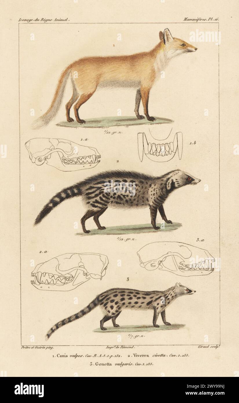 Red fox, Vulpes vulpes 1, African civet, Civettictis civetta 2, and common genet, Genetta genetta 3. Handcoloured stipple copperplate engraving by Eugene Giraud after an illustration by Felix-Edouard Guérin-Méneville and Jean-Gabriel Pretre from Guérin-Méneville’s Iconographie du règne animal de George Cuvier, Iconography of the Animal Kingdom by George Cuvier, J. B. Bailliere, Paris, 1829-1844. Stock Photo