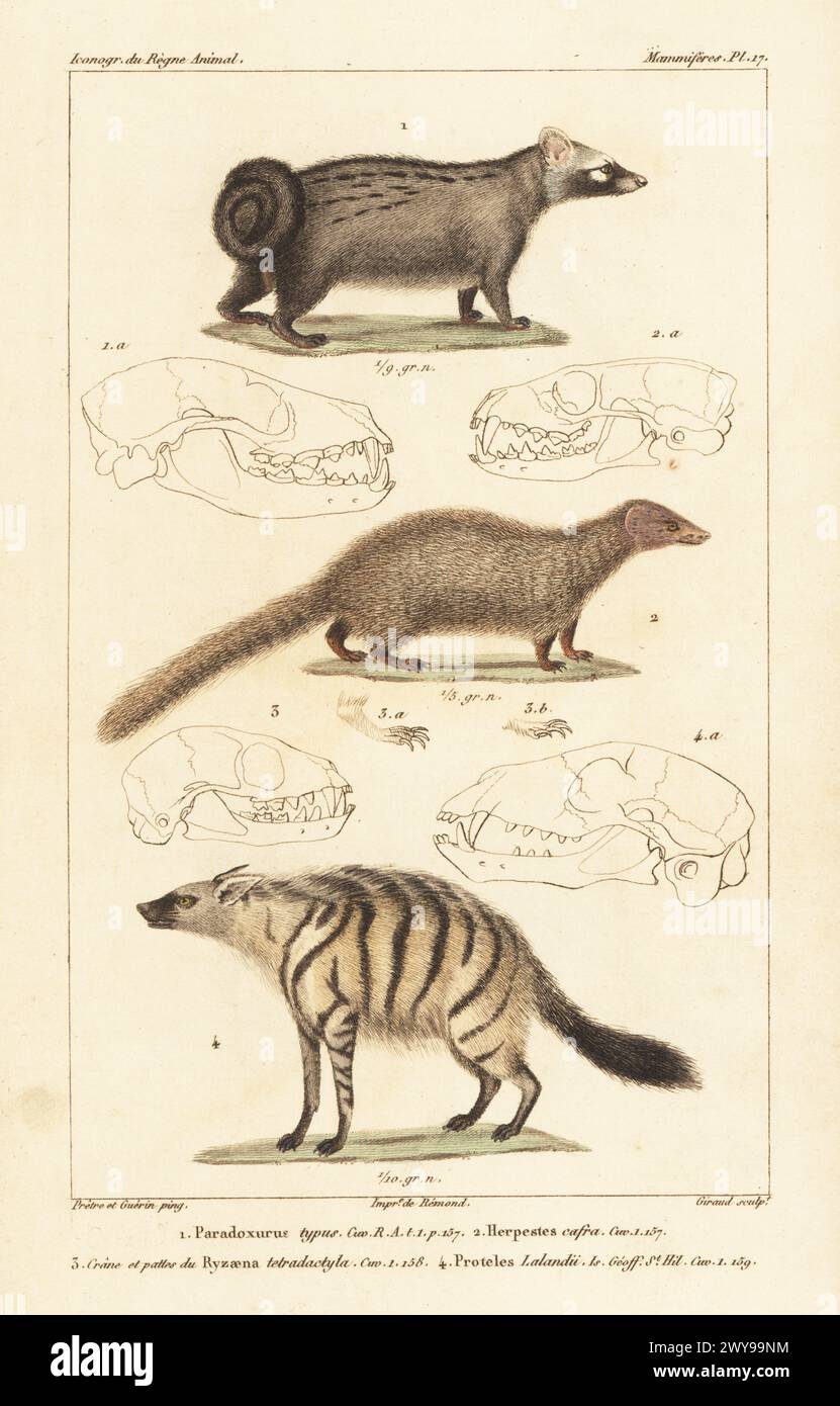 Asian palm civet, Paradoxurus hermaphroditus 1, Egyptian mongoose, Herpestes ichneumon 2, aardwolf, Proteles cristata (striped hyena, Hyaena hyaena?) 4, and skull of meerkat, Suricata suricatta 3. Handcoloured stipple copperplate engraving by Eugene Giraud after an illustration by Felix-Edouard Guérin-Méneville and Jean-Gabriel Pretre from Guérin-Méneville’s Iconographie du règne animal de George Cuvier, Iconography of the Animal Kingdom by George Cuvier, J. B. Bailliere, Paris, 1829-1844. Stock Photo