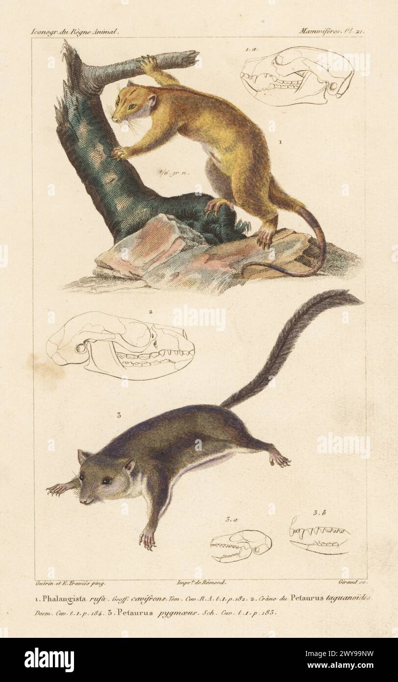 Common brushtail possum, Trichosurus vulpecula 1, feathertail glider