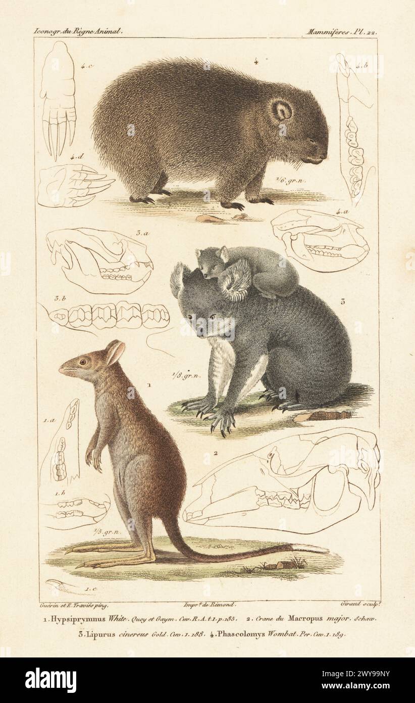 Gilbert's potoroo or ngilkat, critically endangered, Potorous gilbertii 1, koala, Phascolarctos cinereus 3 and wombat, Vombatus ursinus 4. Skull of eastern grey kangaroo, Macropus giganteus 2. Handcoloured stipple copperplate engraving by Eugene Giraud after an illustration by Felix-Edouard Guérin-Méneville and Édouard Traviès from Guérin-Méneville’s Iconographie du règne animal de George Cuvier, Iconography of the Animal Kingdom by George Cuvier, J. B. Bailliere, Paris, 1829-1844. Stock Photo
