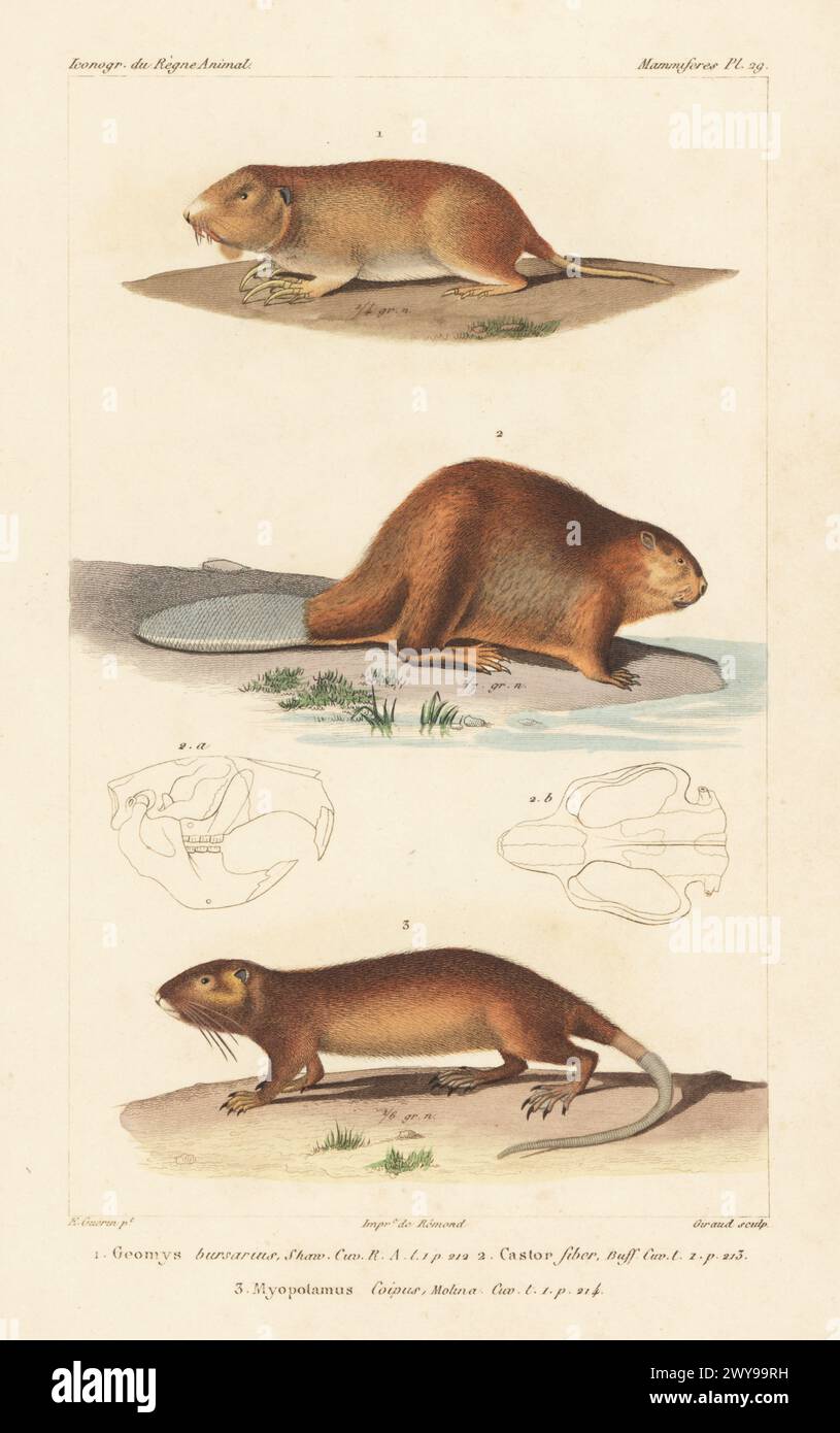 Myopotamus coipus hi-res stock photography and images - Alamy