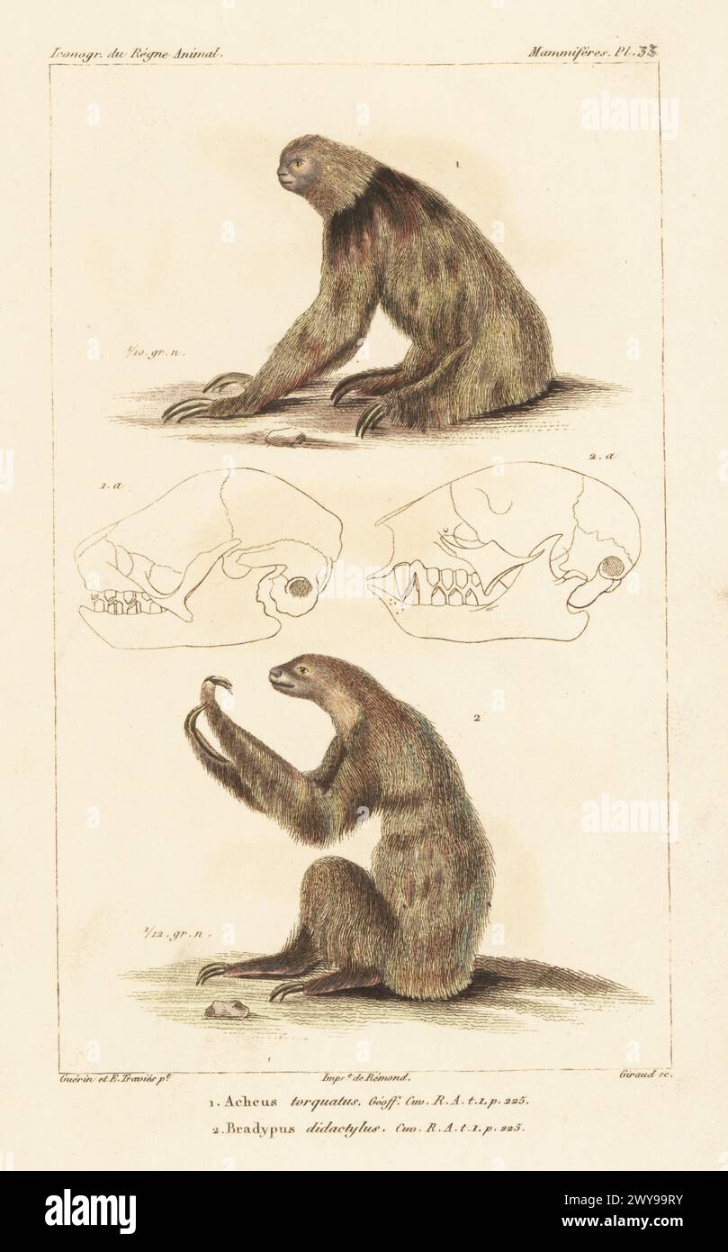 Maned sloth, Bradypus torquatus, endangered 1, and Linnaeus's two-toed sloth, Choloepus didactylus 2. Handcoloured stipple copperplate engraving by Eugene Giraud after an illustration by Felix-Edouard Guérin-Méneville and Édouard Traviès from Guérin-Méneville’s Iconographie du règne animal de George Cuvier, Iconography of the Animal Kingdom by George Cuvier, J. B. Bailliere, Paris, 1829-1844. Stock Photo