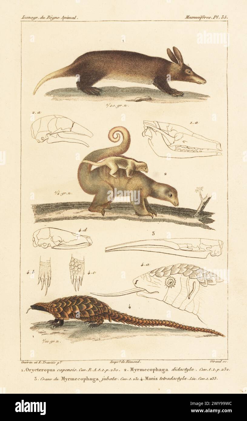 Aardvark, Orycteropus afer 1, silky anteater with young, Cyclopes didactylus 2, and African black-bellied pangolin, Phataginus tetradactyla 4. Head of giant anteater, Myrmecophaga tridactyla 3. Handcoloured stipple copperplate engraving by Eugene Giraud after an illustration by Felix-Edouard Guérin-Méneville and Édouard Traviès from Guérin-Méneville’s Iconographie du règne animal de George Cuvier, Iconography of the Animal Kingdom by George Cuvier, J. B. Bailliere, Paris, 1829-1844. Stock Photo