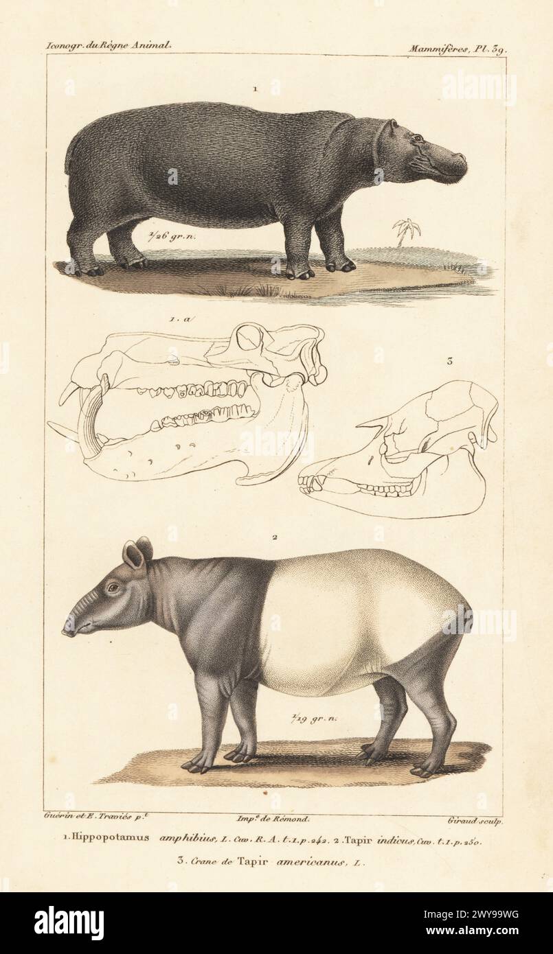 Common hippopotamus, Hippopotamus amphibius, endangered Malayan tapir, Tapirus indicus, and skull of South American tapir, Tapirus terrestris. Handcoloured stipple copperplate engraving by Eugene Giraud after an illustration by Felix-Edouard Guérin-Méneville and Édouard Traviès from Guérin-Méneville’s Iconographie du règne animal de George Cuvier, Iconography of the Animal Kingdom by George Cuvier, J. B. Bailliere, Paris, 1829-1844. Stock Photo