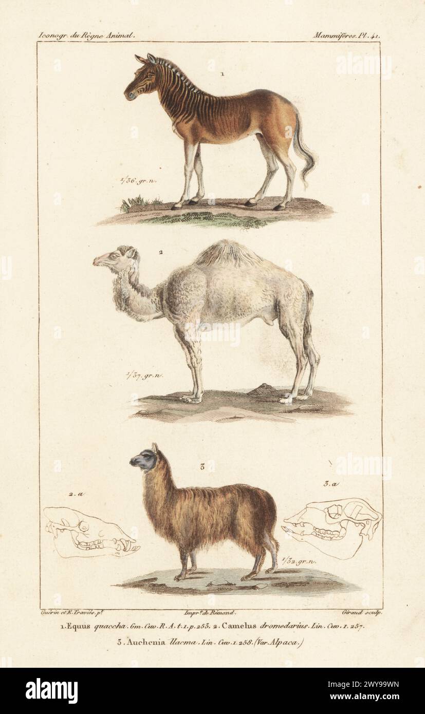 Extinct quagga, Equus quagga quagga 1, dromedary camel, Camelus dromedarius 2, and alpaca, Lama pacos 3. Handcoloured stipple copperplate engraving by Eugene Giraud after an illustration by Felix-Edouard Guérin-Méneville and Édouard Traviès from Guérin-Méneville’s Iconographie du règne animal de George Cuvier, Iconography of the Animal Kingdom by George Cuvier, J. B. Bailliere, Paris, 1829-1844. Stock Photo
