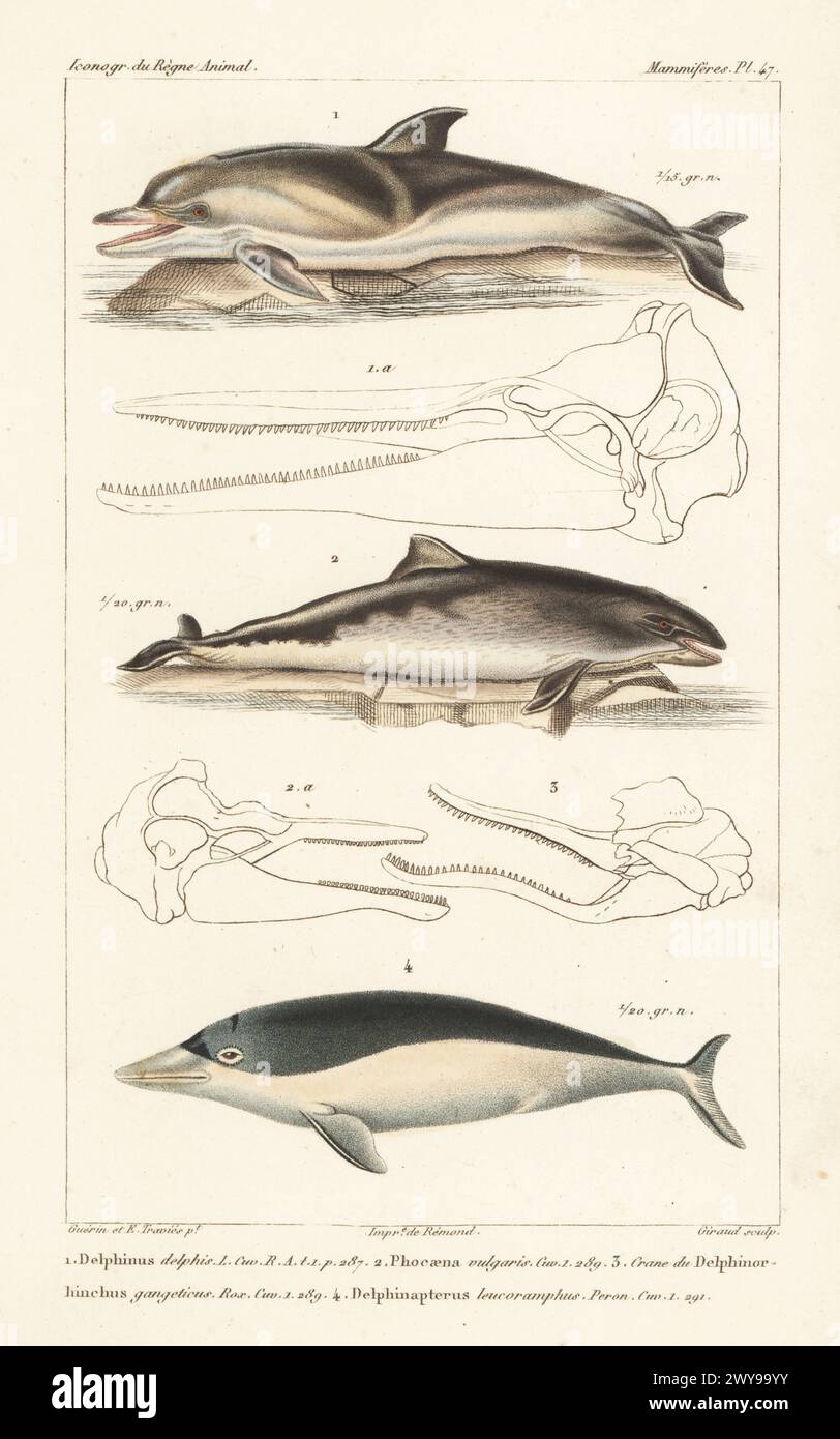 Common dolphin, Delphinus delphis 1, common porpoise, Phocoena phocoena 2, and southern right whale dolphin, Lissodelphis peronii 4. Skull of the endangered Ganges river dolphin, Platanista gangetica 3. Handcoloured stipple copperplate engraving by Eugene Giraud after an illustration by Felix-Edouard Guérin-Méneville and Édouard Traviès from Guérin-Méneville’s Iconographie du règne animal de George Cuvier, Iconography of the Animal Kingdom by George Cuvier, J. B. Bailliere, Paris, 1829-1844. Stock Photo