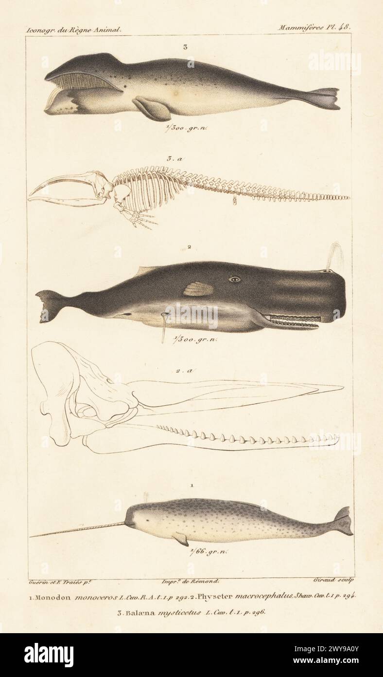 Narwhal, Monodon monoceros 1, sperm whale or cachalot and skull,  Physeter macrocephalus 2, and bowhead whale and skeleton, Balaena mysticetus 3. Handcoloured stipple copperplate engraving by Eugene Giraud after an illustration by Felix-Edouard Guérin-Méneville and Édouard Traviès from Guérin-Méneville’s Iconographie du règne animal de George Cuvier, Iconography of the Animal Kingdom by George Cuvier, J. B. Bailliere, Paris, 1829-1844. Stock Photo