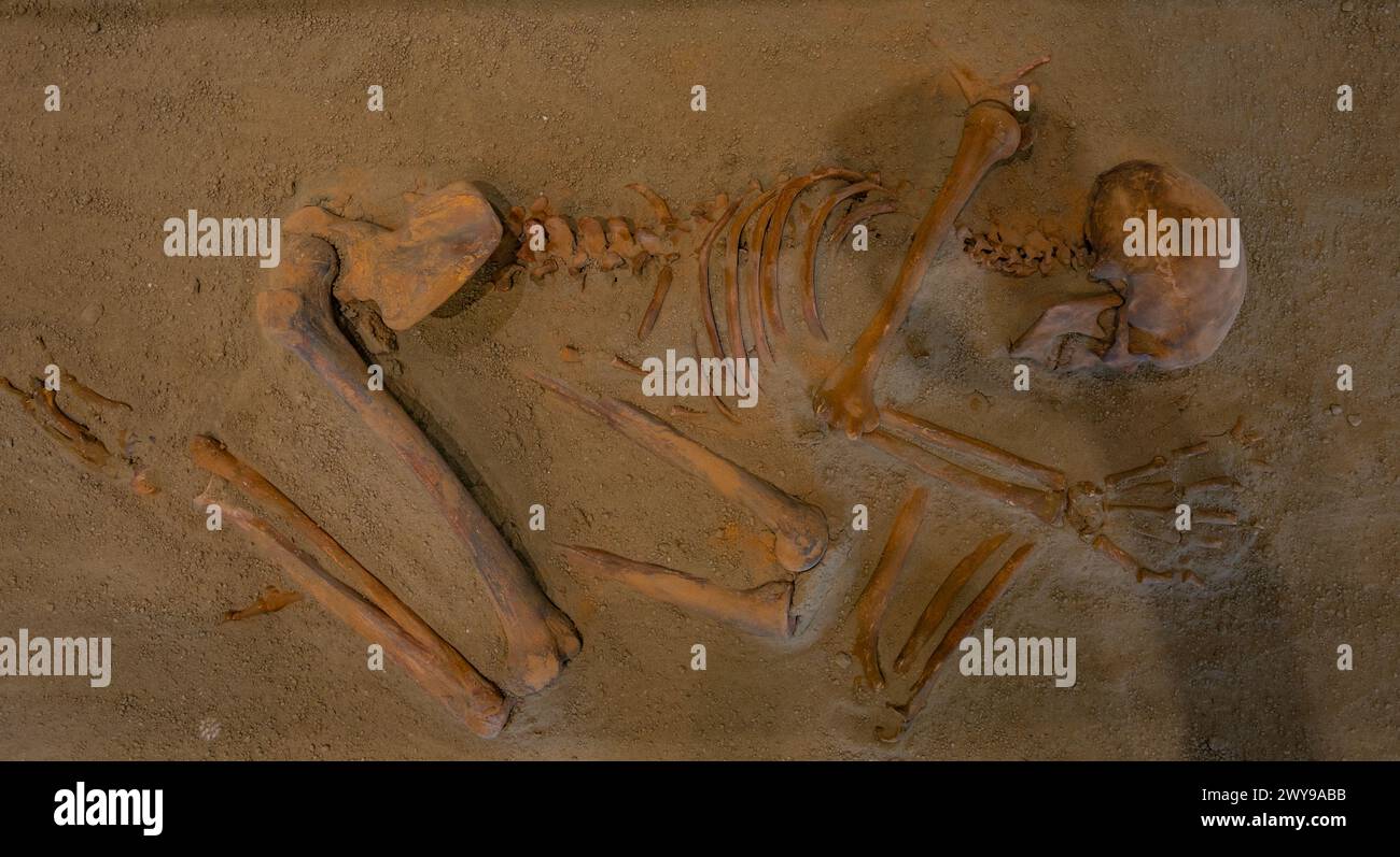 Lepenski Vir, Serbia, July 26, 2023: Skeleton at Lepenski Vir museum in Serbia Stock Photo