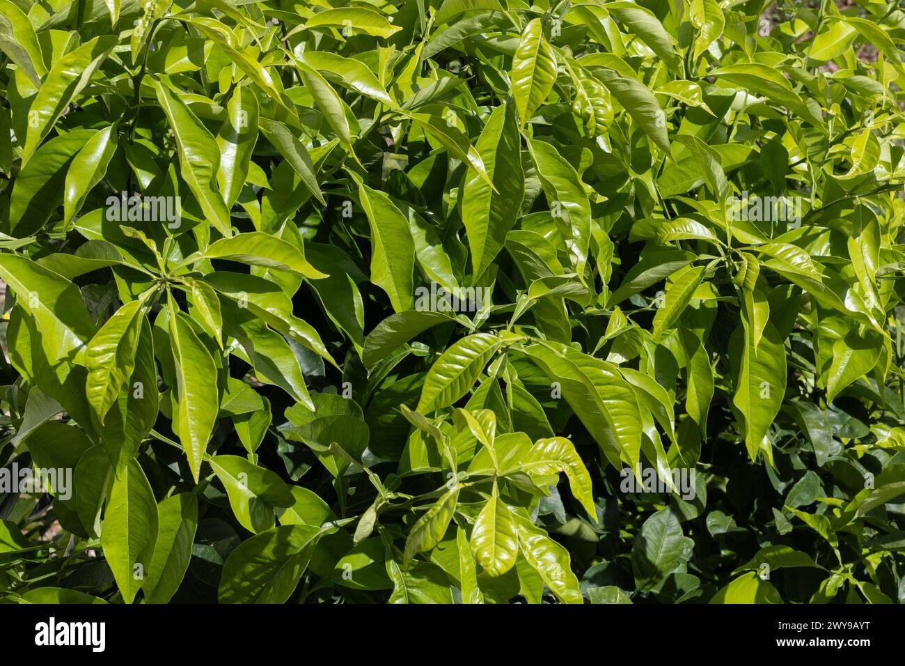 Canopy of leaves hi-res stock photography and images - Alamy