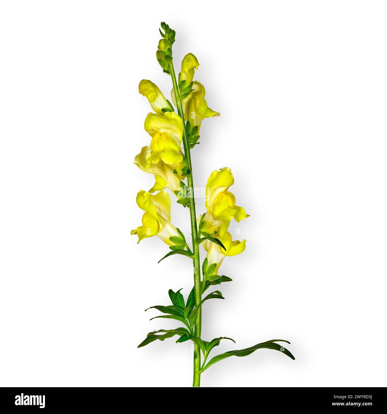 Isolated photo of a blooming yellow Snapdragon on a white background. Stock Photo