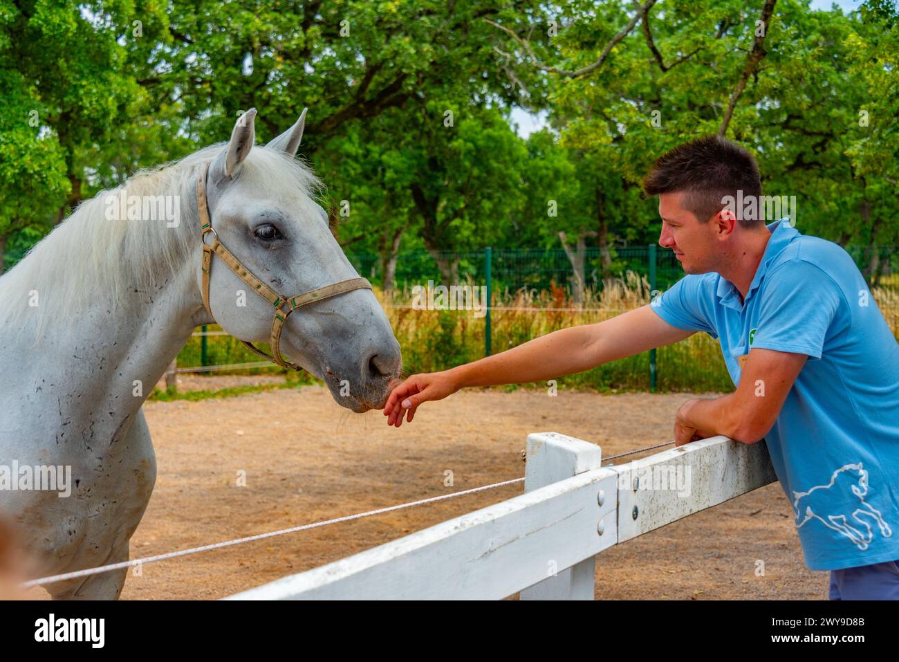 Ipl Inzza Predjama, Slovenia, 27 June 2023: Famous Lipizzan horses in Slovenian ...