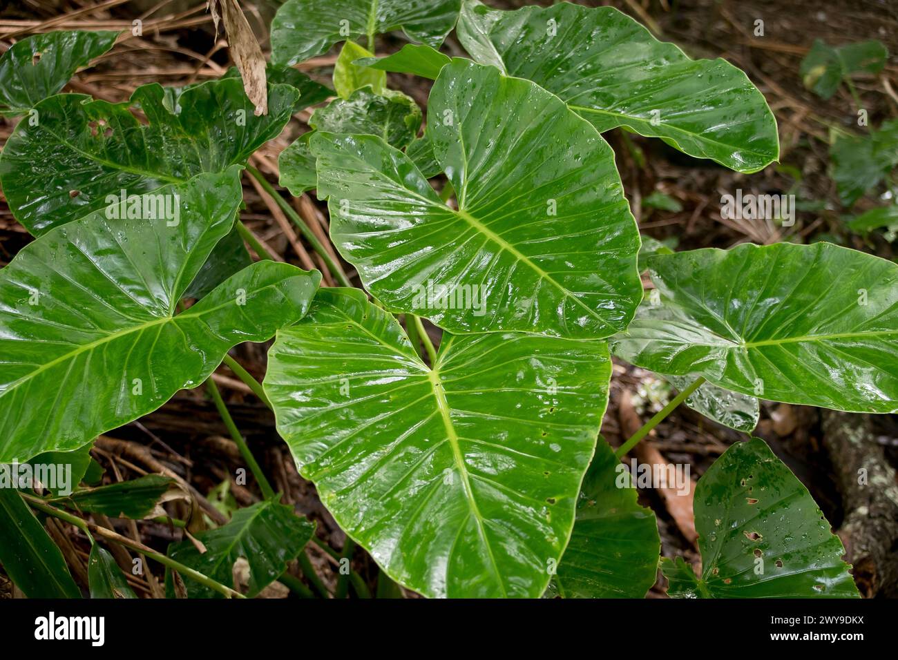 Large. wet, green leaves of Cunjevoi, (native lily)  alocasia brisbanensis,   growing in lowland subtropical rainforest, Queensland, Australia. Stock Photo
