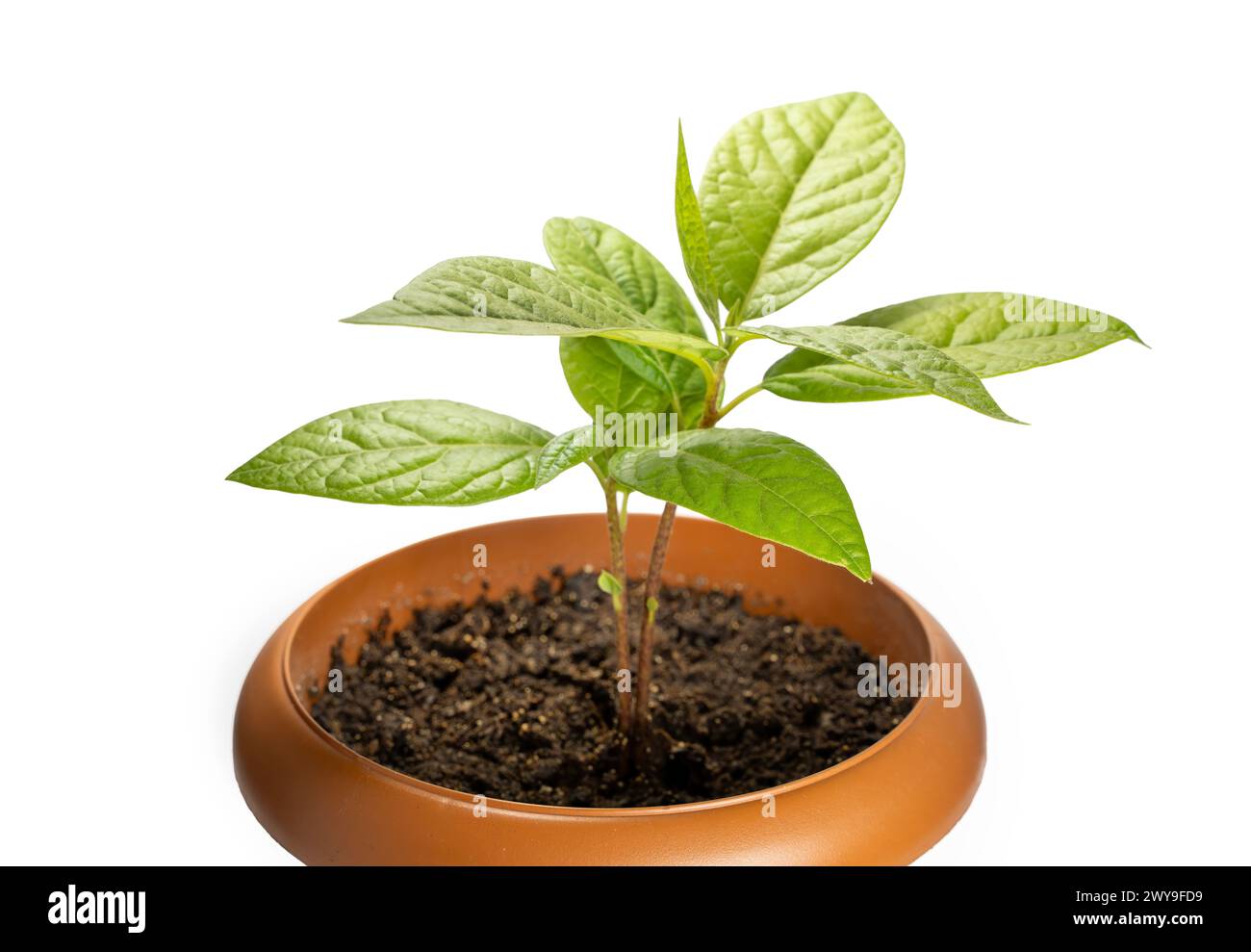 Close Up Shot Of An Avocado Sapling With New Leaves In A Small Plastic Pot, Isolated On White Surface Stock Photo