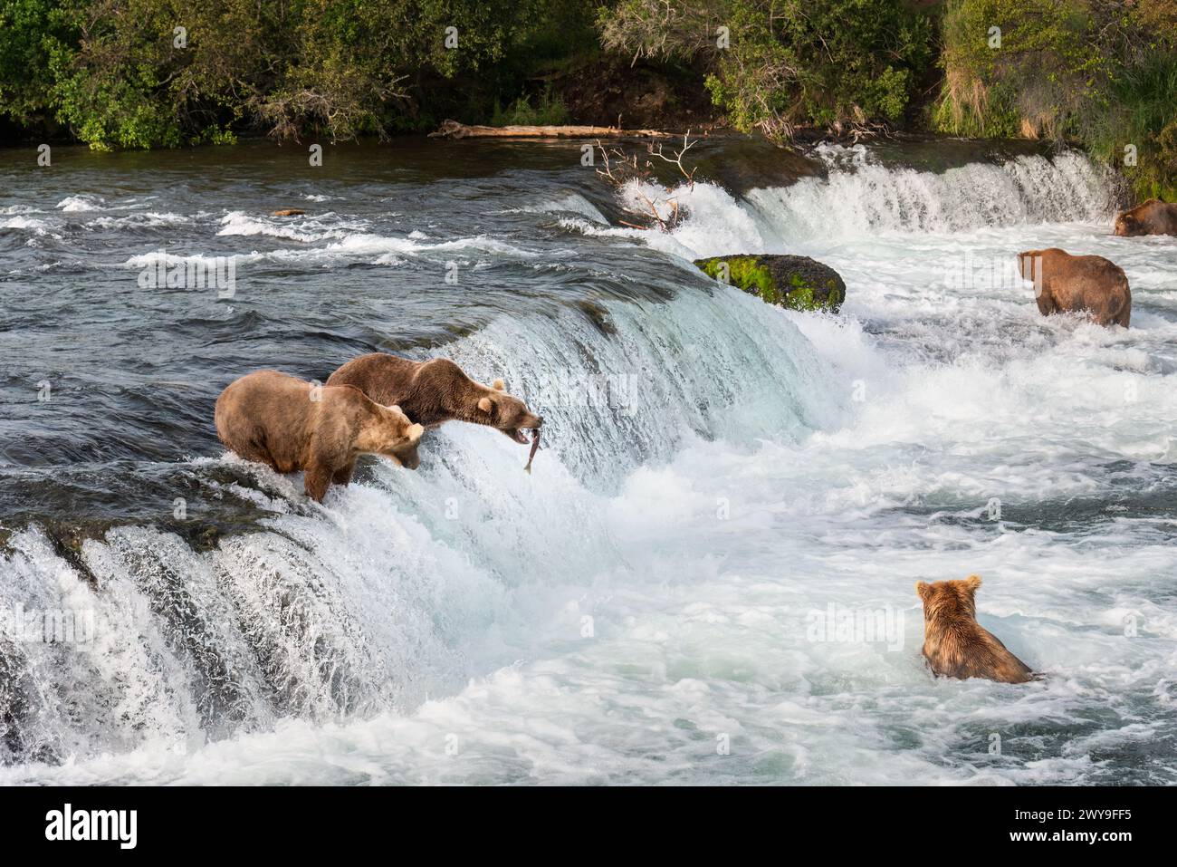 Brown bears fishing at Brooks falls. Red sockeye salmon jumping into a ...