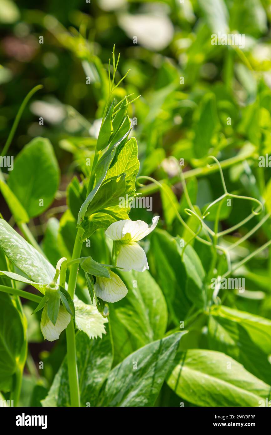Pea plant flower. Green pea plants in sunlight. Stock Photo