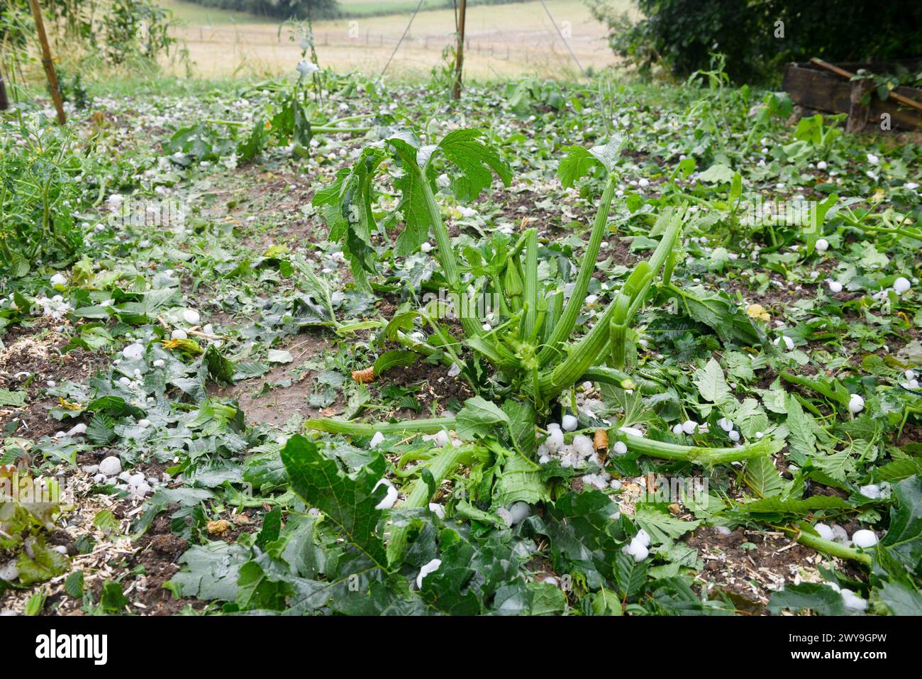 A hailstorm damaged all the crops in the vegetable garden Stock Photo