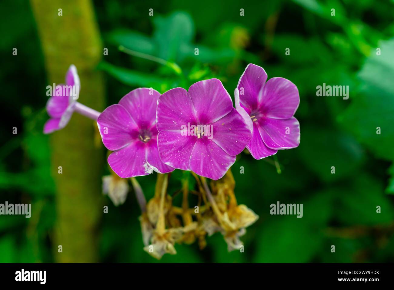 Purple phlox flowers on a green background. Stock Photo