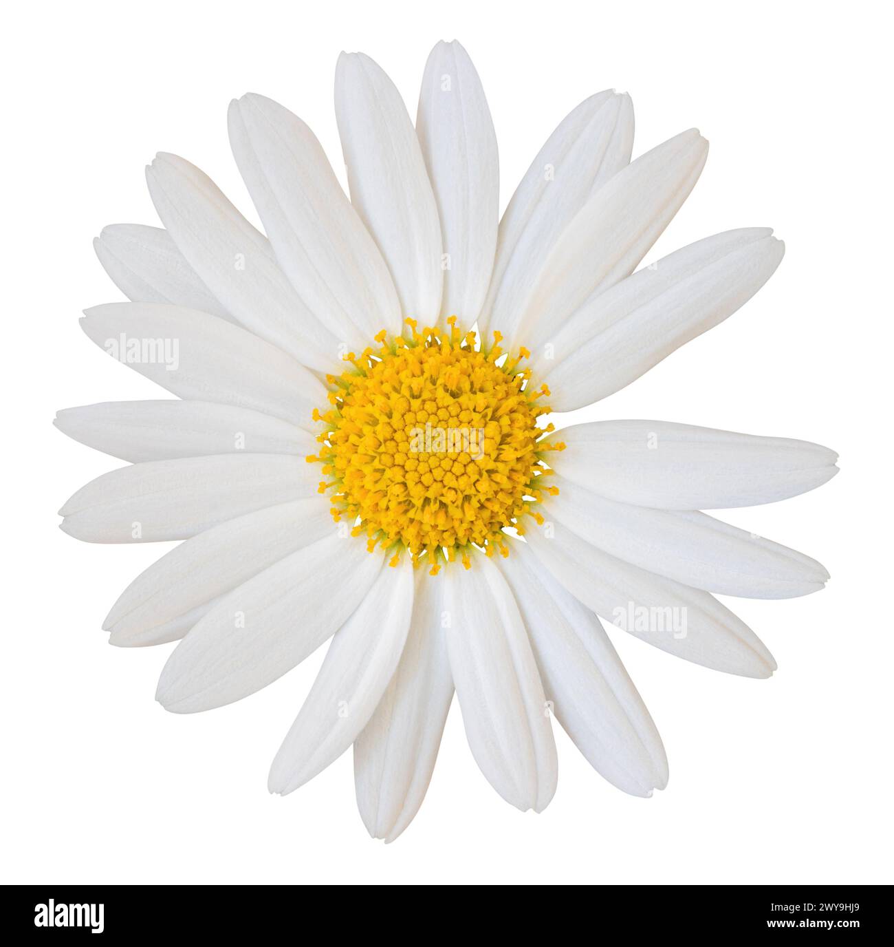 Beautiful white Daisy (Marguerite) isolated on white background, including clipping path. Stock Photo