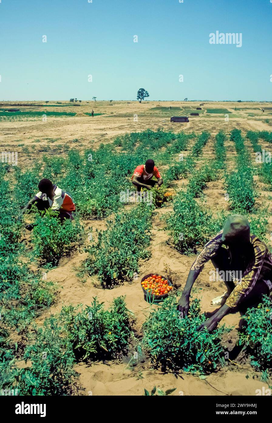 Senega, Mbour, farmers harvest the tomatoes on their plantation. Stock Photo
