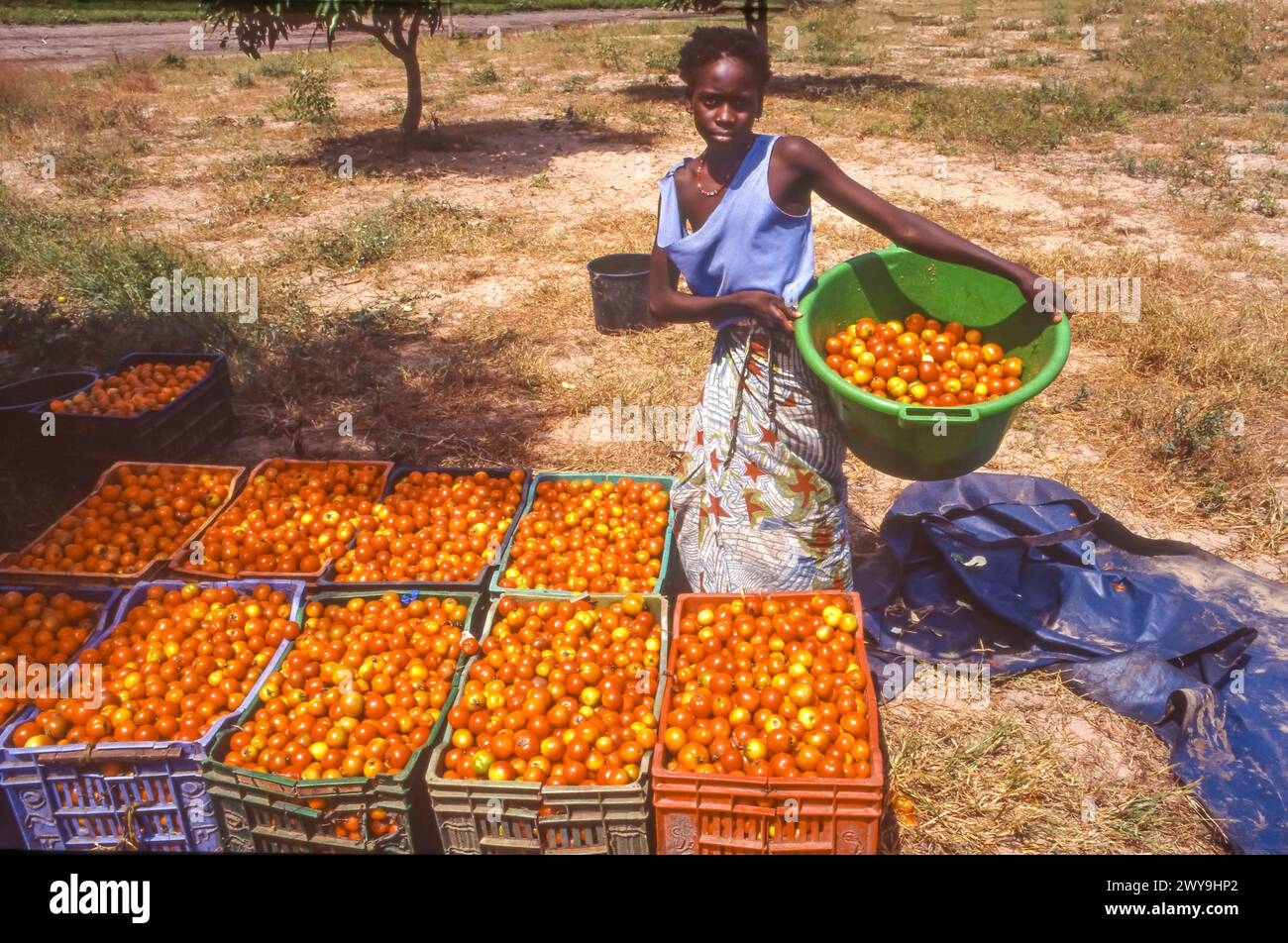 Senegal, woman with harvested tomatoes from the field in Mbour. Stock Photo