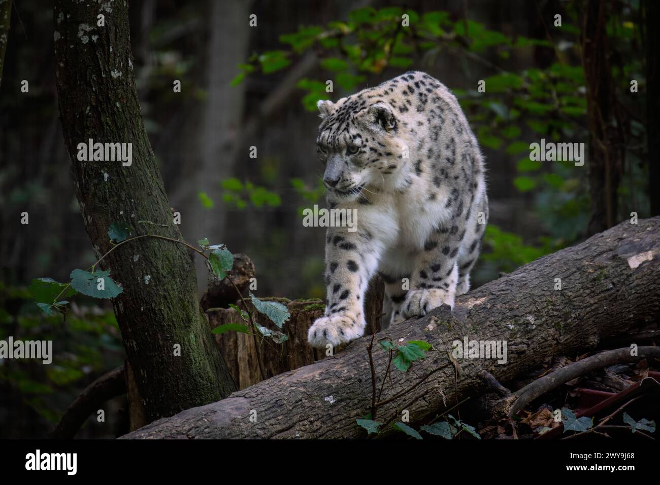 Snow panther walking on a trunk Stock Photo