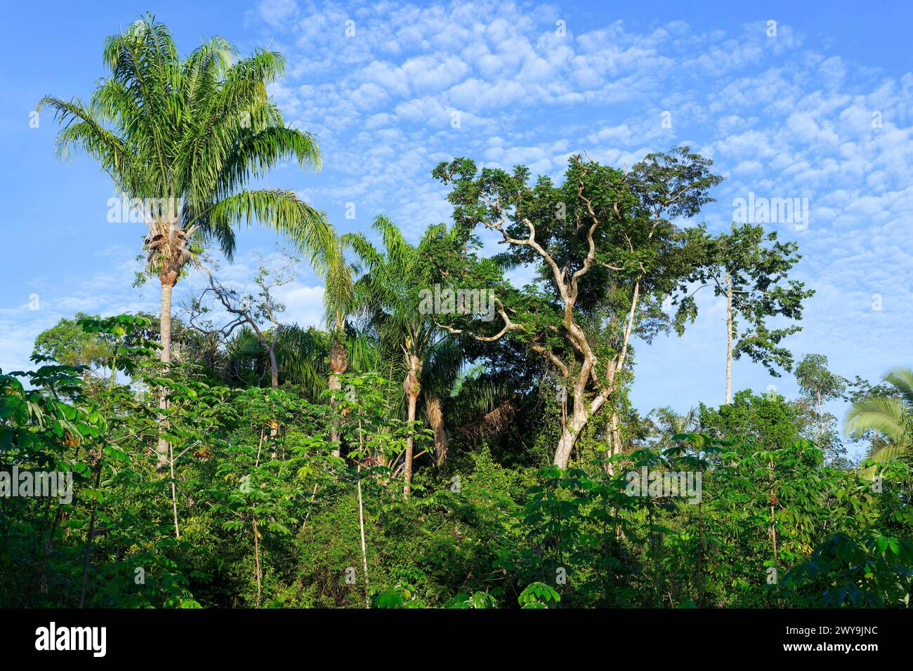 Amazonas regenwald hi-res stock photography and images - Alamy, image size:1300x956