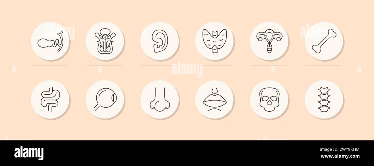 Organs set icon. Female reproductive organ, pelvis, skull, skeleton, bone, ear, intestinal tract, spine, vertebrae, eye, lips, mouth, nose, numbering. Stock Vector