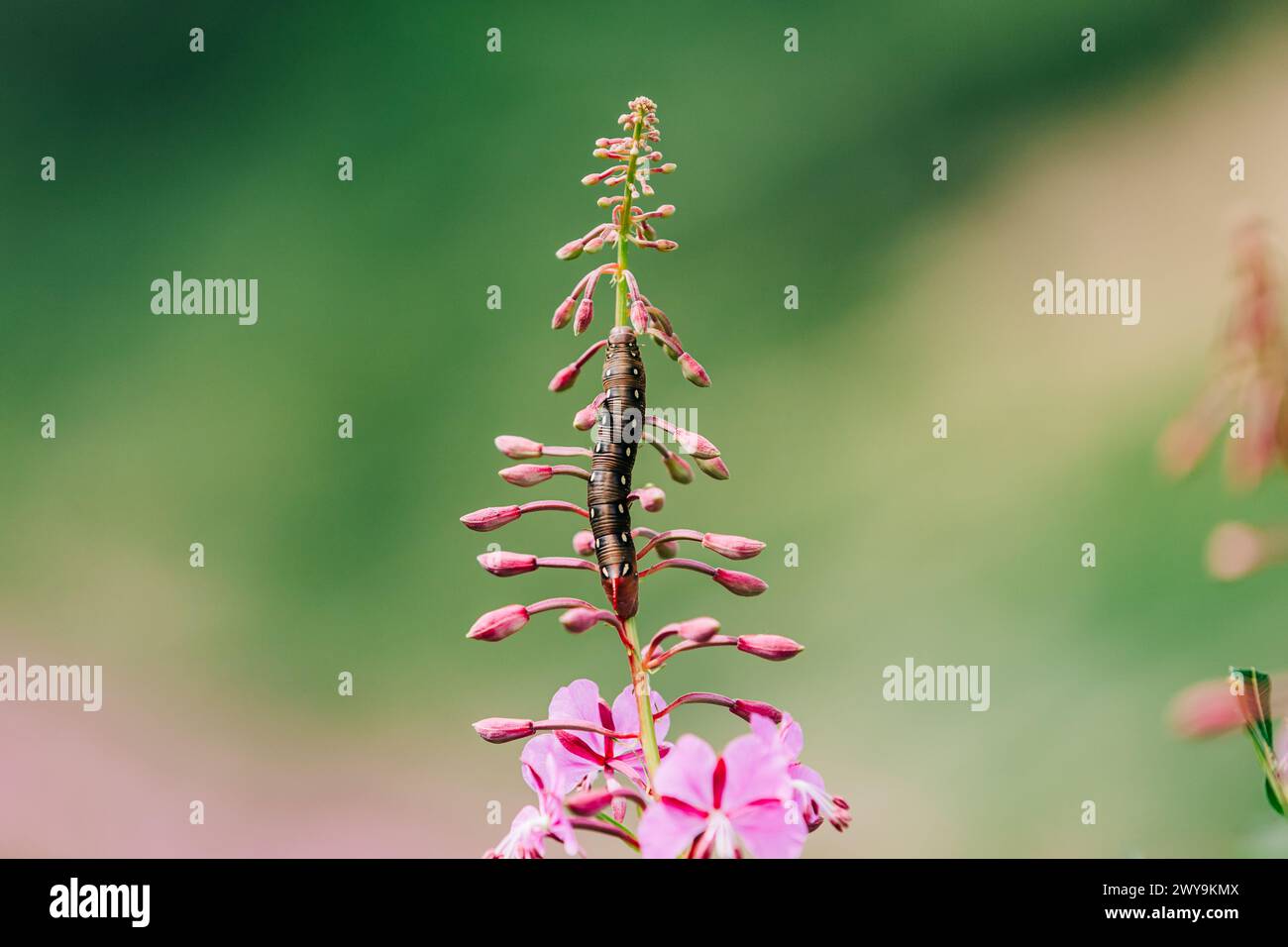 Macro shot of pink fireweed with large caterpillar bug on main stem Stock Photo