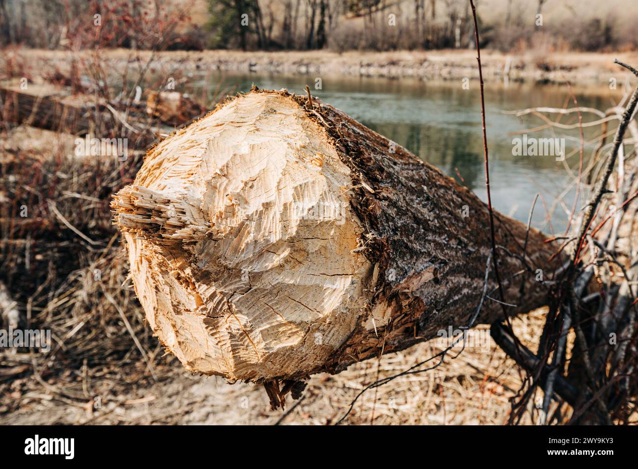 Fallen tree due to beaver activity Stock Photo - Alamy