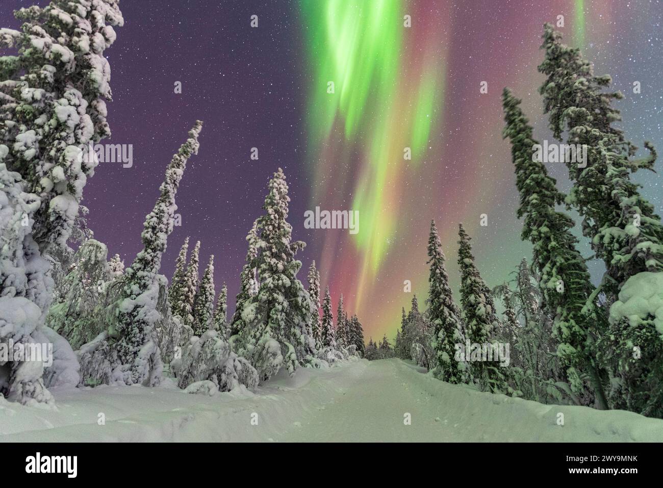 Northern Lights Aurora Borealis dancing in the starry night sky above the frozen forest, Tjautjas, Gallivare municipality, Norrbotten county, Swedish Stock Photo