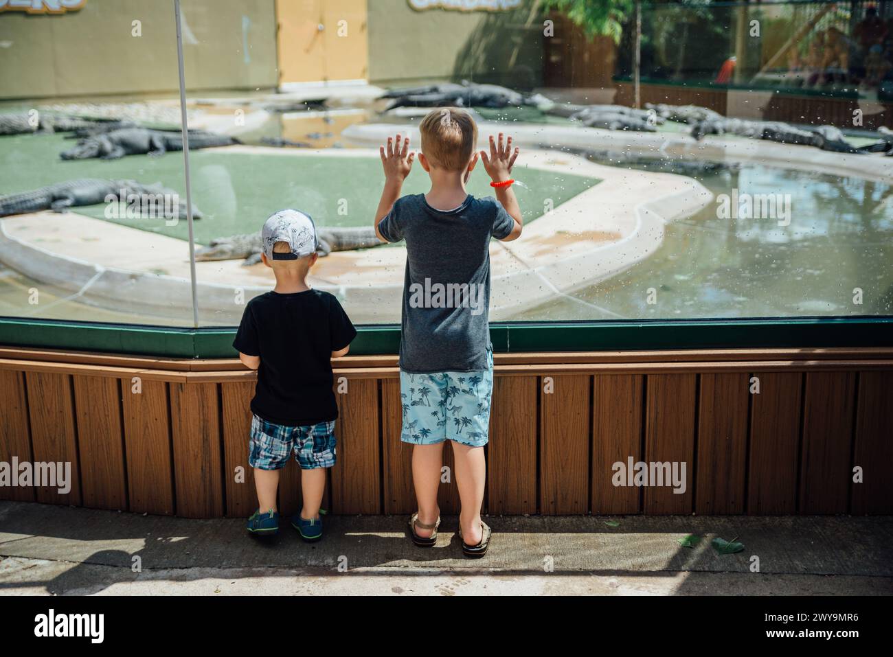 Two boys look through glass at alligators outdoors at zoo Stock Photo