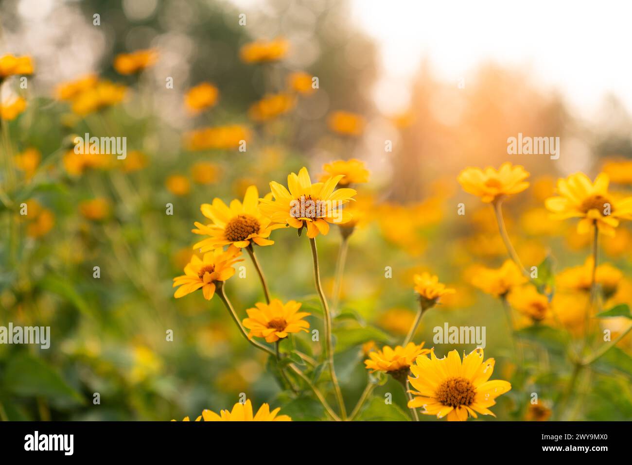 Golden flowers hi-res stock photography and images - Alamy
