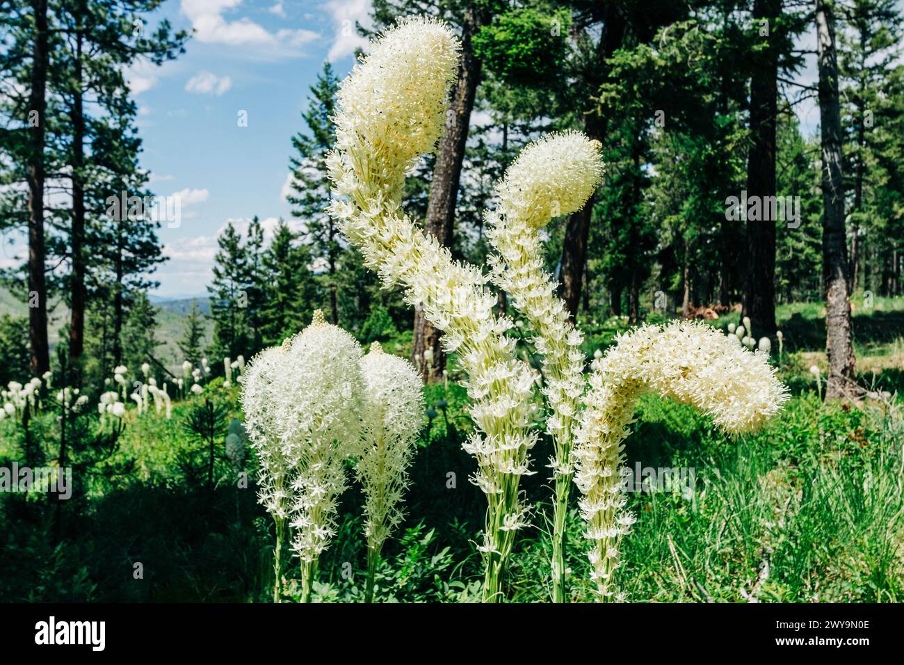 Forest meadow wildflowers tall hi-res stock photography and images - Alamy