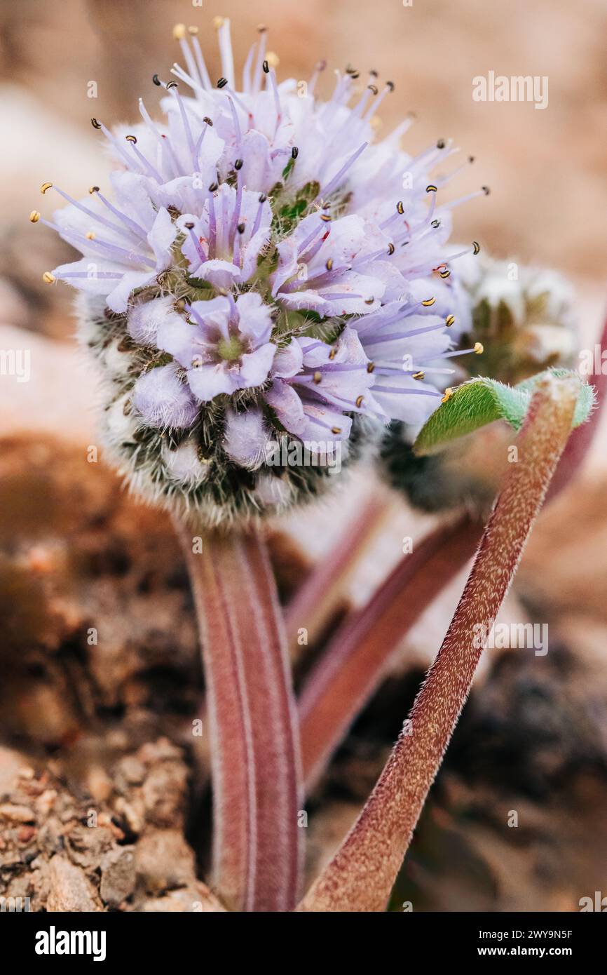 Close up shot of ballhead waterleaf wildflower Stock Photo
