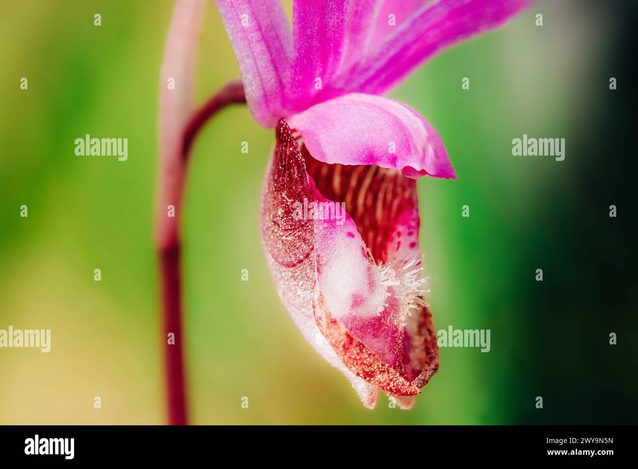 Pink fairy slipper wild orchid macro shot Stock Photo